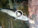 MOV01568.MPG