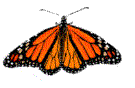 mariposas (17)