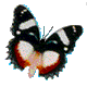 mariposas_zonadegif (17)
