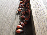 DSCF4374.JPG