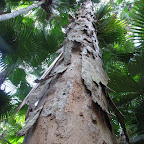 peeling bark