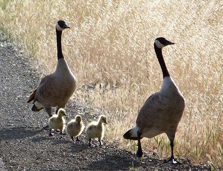 PicnicGoose