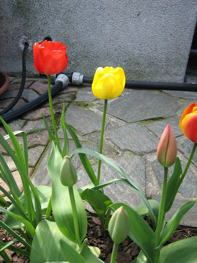 Tulipani.jpg