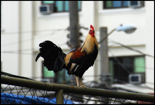 Filipino Rooster