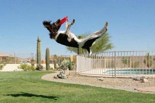 funny_dog_6.jpg