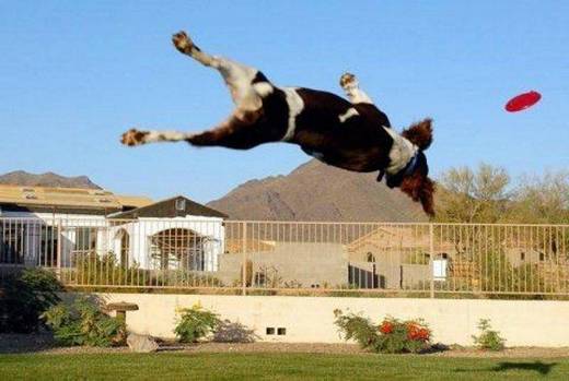 funny_dog_7.jpg