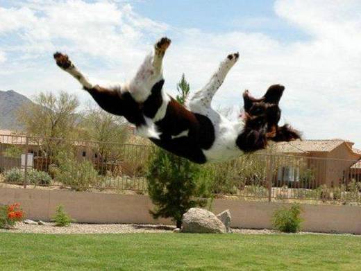 funny_dog_8.jpg