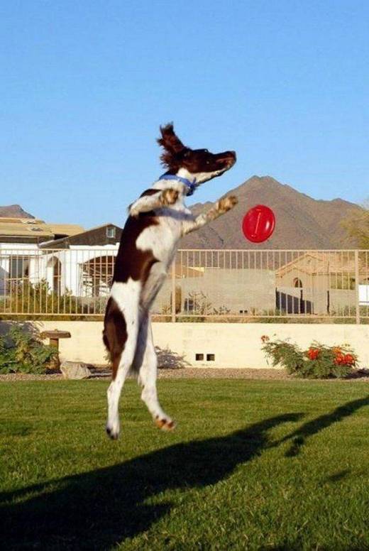 funny_dog_13.jpg