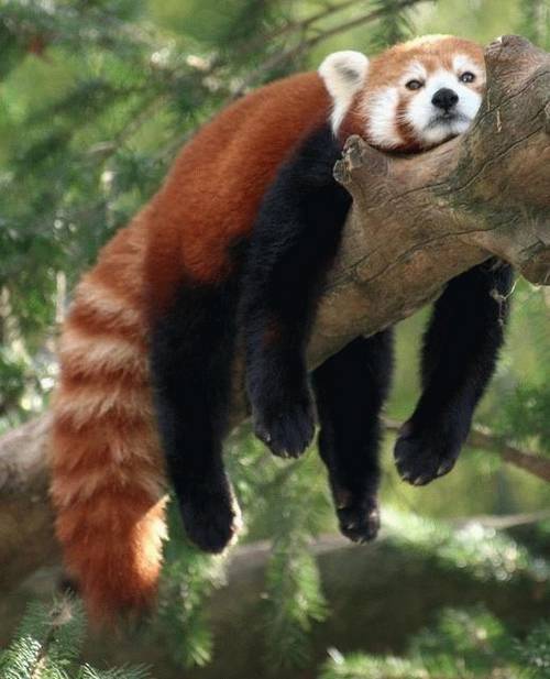 funny_animals_pictures_12.jpg