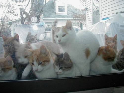 funny_animals_pictures_14.jpg