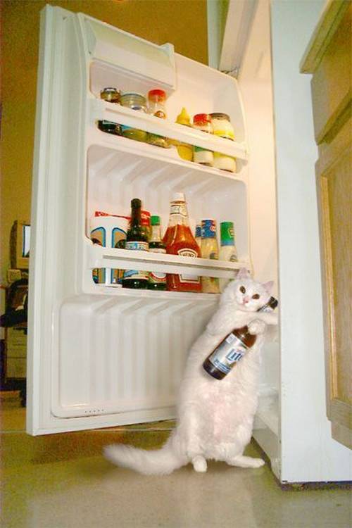 funny_animals_pictures_16.jpg