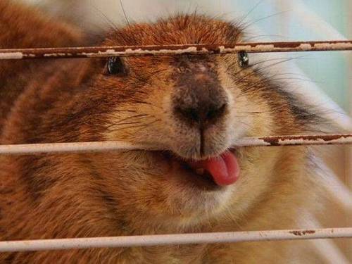 funny_animals_pictures_18.jpg
