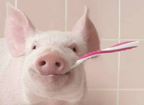 funny_animals_pictures_4.jpg