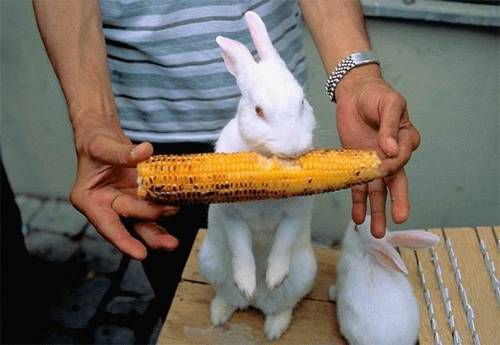 funny_animals_pictures_2.jpg