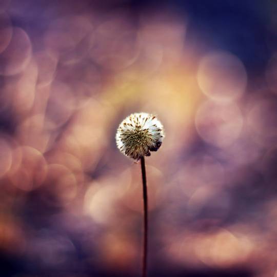 nature_photos_1.jpg