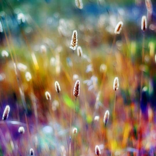 nature_photos_2.jpg