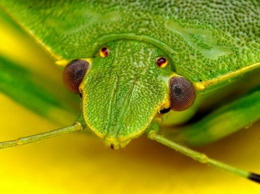 amazing_macro_photography_2.jpg