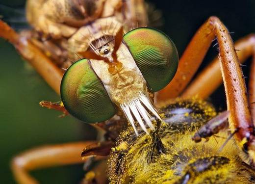 amazing_macro_photography_3.jpg