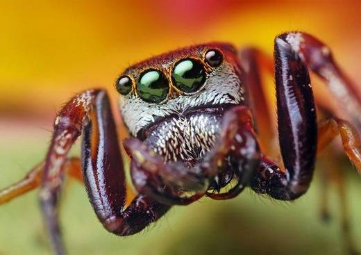 amazing_macro_photography_4.jpg