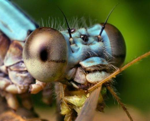amazing_macro_photography_7.jpg