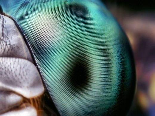 amazing_macro_photography_12.jpg