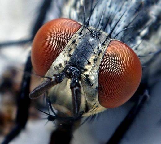 amazing_macro_photography_14.jpg