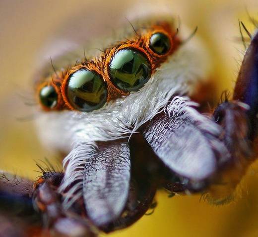 amazing_macro_photography_23.jpg