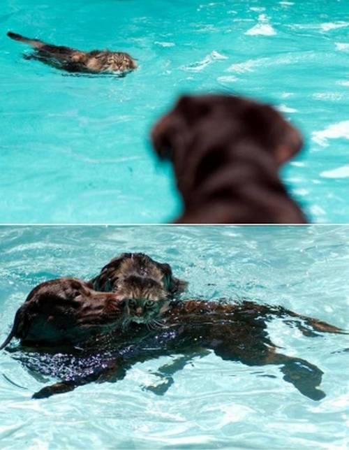 funny_animals_5.jpg
