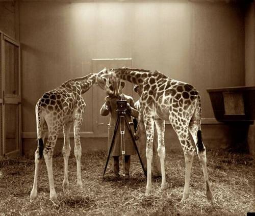 funny_animals_13.jpg