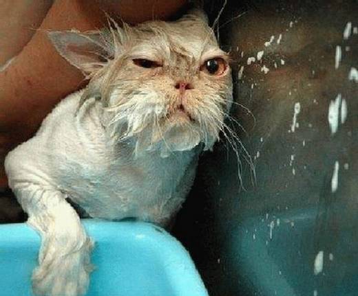 funny_bathing_cats_1.jpg