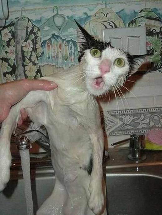funny_bathing_cats_2.jpg