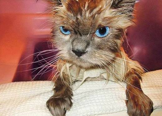 funny_bathing_cats_4.jpg