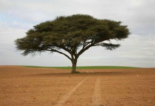 amazing_trees_13.jpg