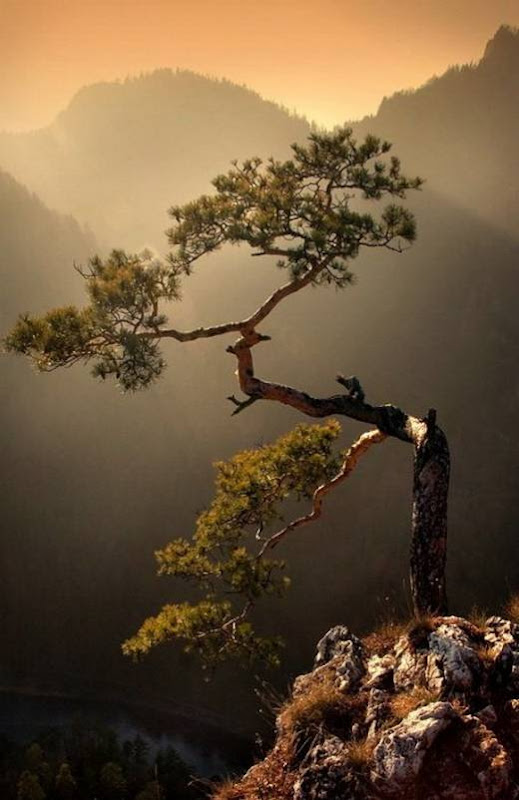amazing_trees_18.jpg