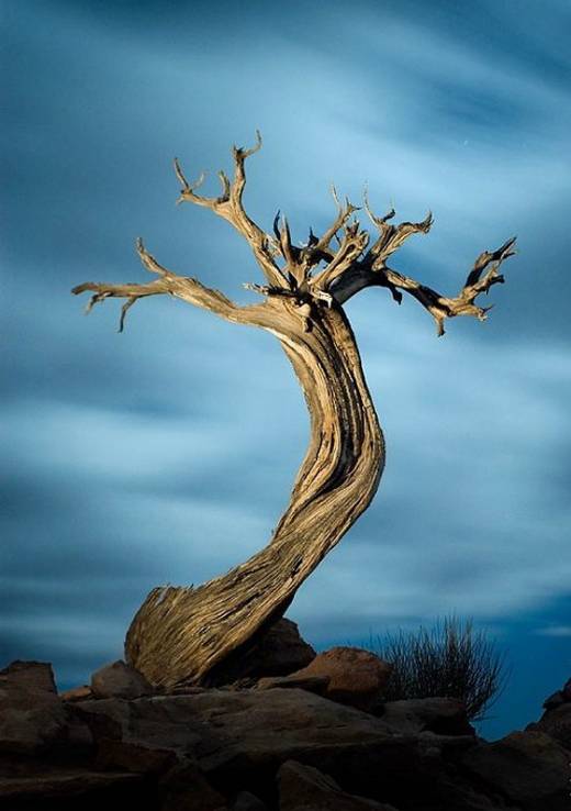 amazing_trees_20.jpg