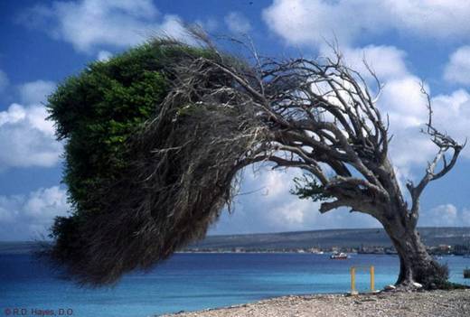 amazing_trees_21.jpg