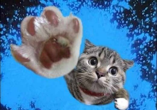 funny_swimming_cats_16.jpg