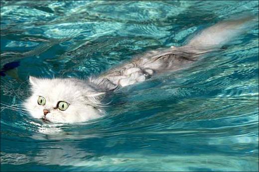 funny_swimming_cats_8.jpg