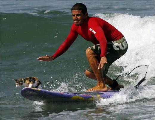 funny_swimming_cats_11.jpg