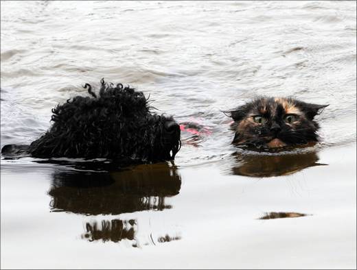 funny_swimming_cats_14.jpg
