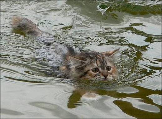 funny_swimming_cats_4.jpg