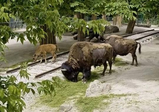 animals_and_nature_2.jpg