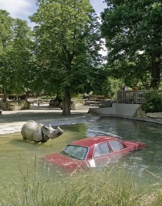 animals_and_nature_6.jpg