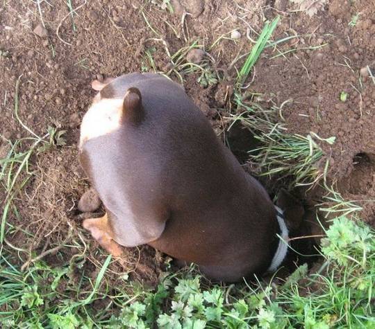 funny_animals_picture_7.jpg