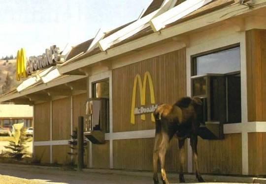 funny_animals_picture_6.jpg