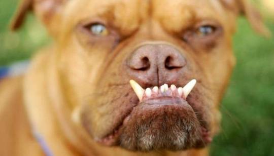 funny_animals_picture_8.jpg