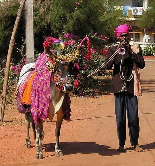 funny_pictures_from_indian_09.jpg