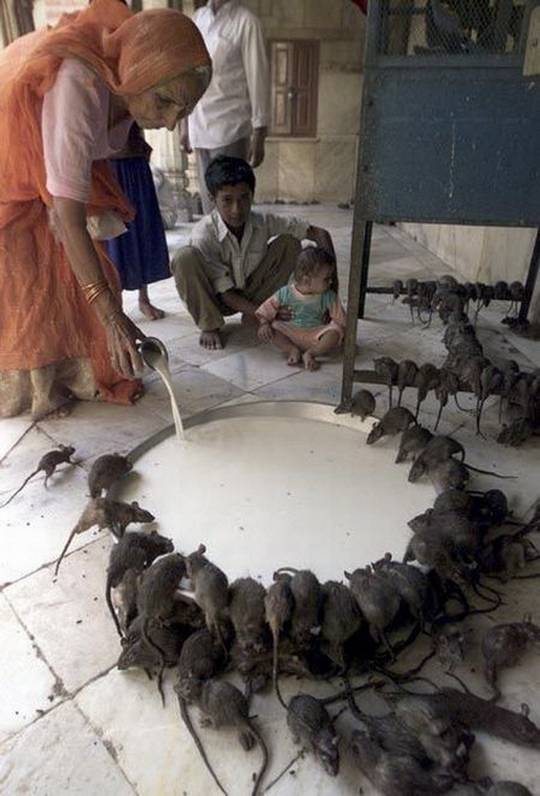 funny_pictures_from_indian_29.jpg