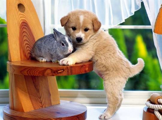 funny_cute_animals_1.jpg