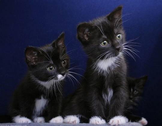funny_cute_animals_2.jpg